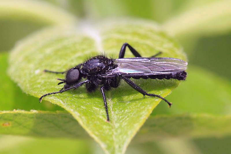 Товстоніжка-комар